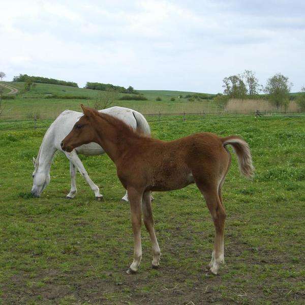 Poney-club-de-rabat